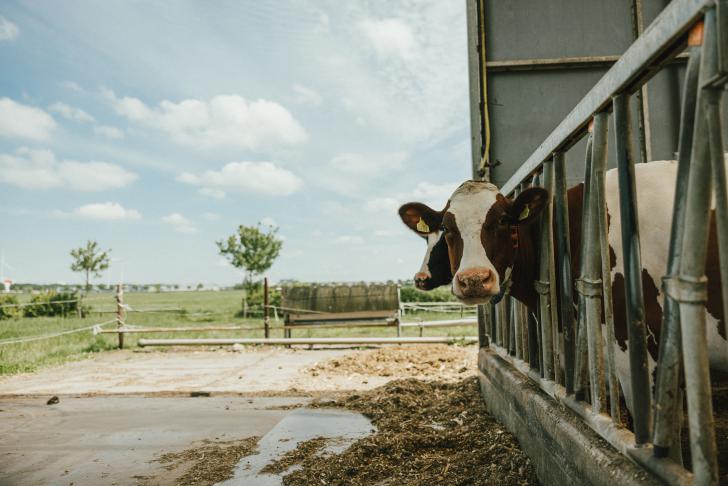 Nederlandse Arbeidsinspectie: Veiligheid op melkveebedrijven blijft punt van aandacht