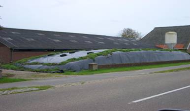 Graasdieren - kuilbult