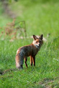 Wild en overige dieren in de natuur | Bos en Natuur