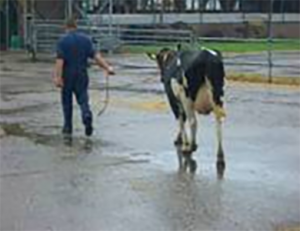 graasdieren trekken en duwen aan vee