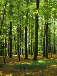 bos-en-natuur-bedrijfshulpverlening