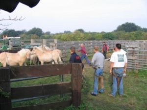 veilig werken met grote grazers1 (klein)