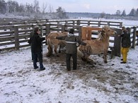 veilig werken met grote grazers2 (klein)