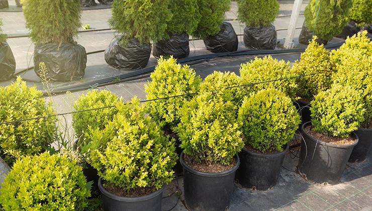   Bomen, Vaste planten en Zomerbloemen
