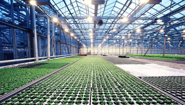   Tuinzaadbedrijven
