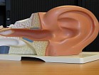 Model oor