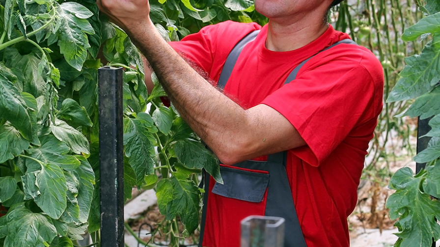 tomaten