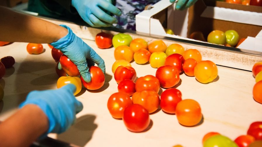 Tomaten worden met handschoenen gesneden