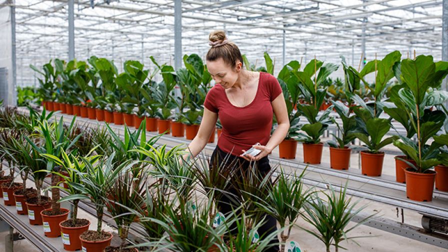 Forever plants group