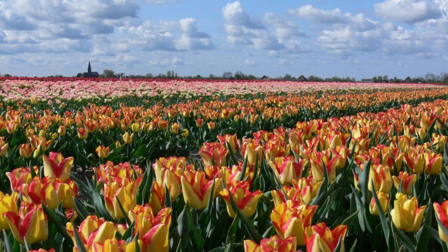 tulpen