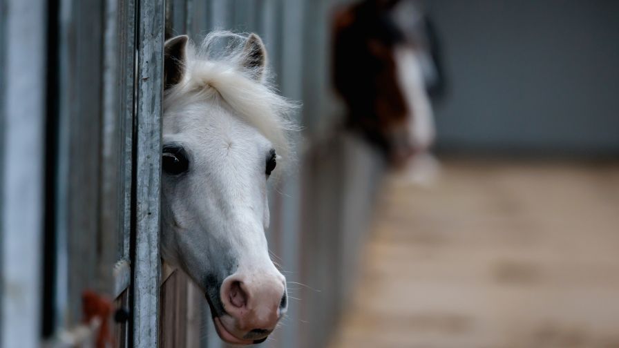 Paardenhouderij