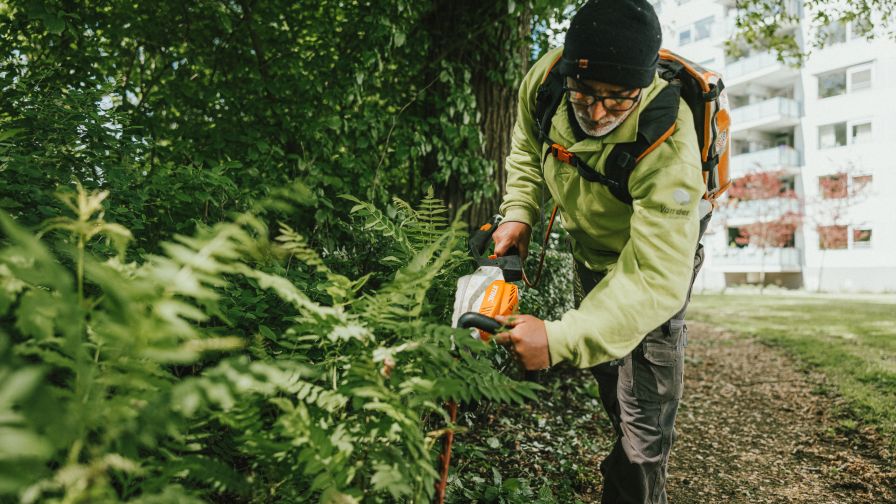 Man snoeit heg