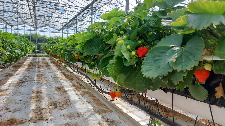 Schwering aardbeien
