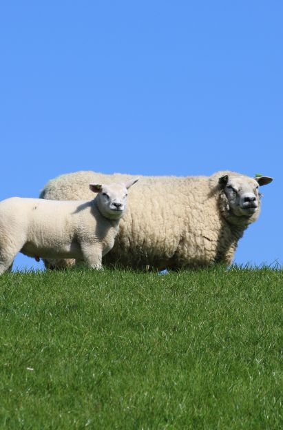Lammertijd en zwangeren