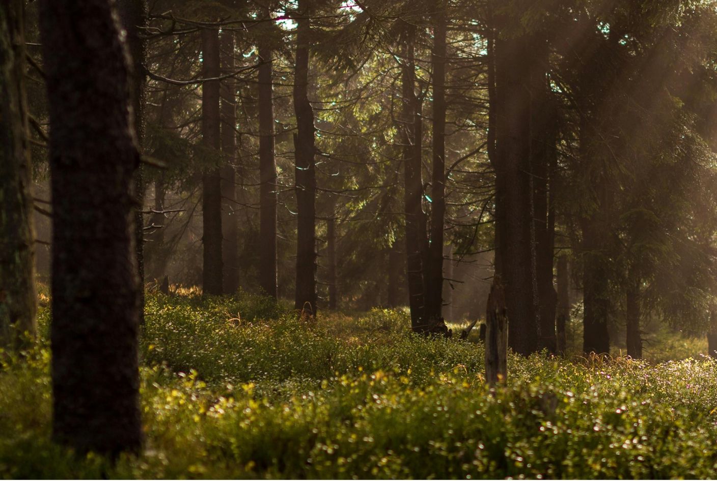 rie_advertenie_bos_en_natuur