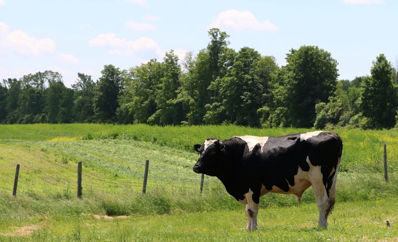 Stier