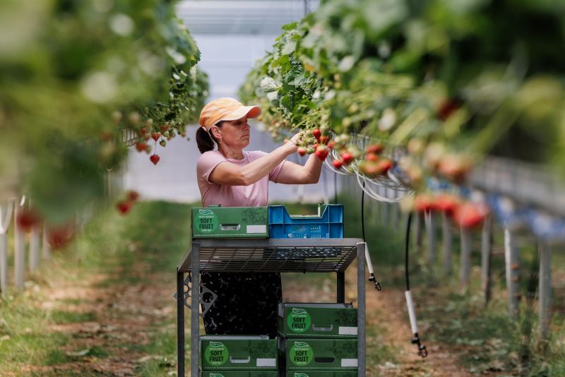 Zonbescherming aardbeien