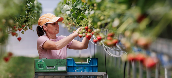 Aardbeien plukken