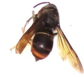 geelpoothornaar