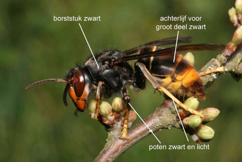 Geelpoothornaar foto Jean Haxaire Stichting EIS