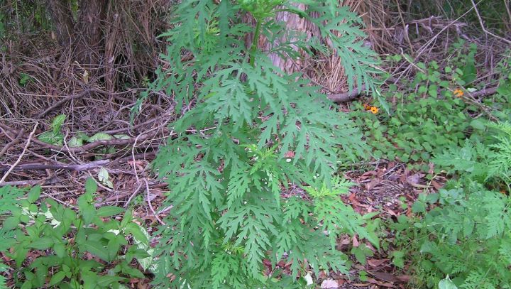 Ambrosia plant