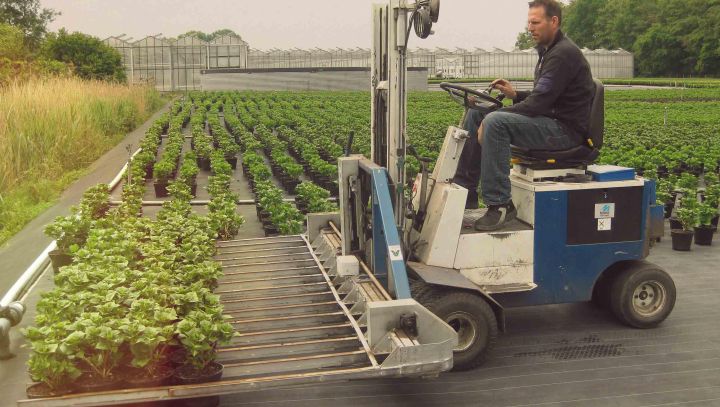 Boomteelt en Vaste plantenteelt