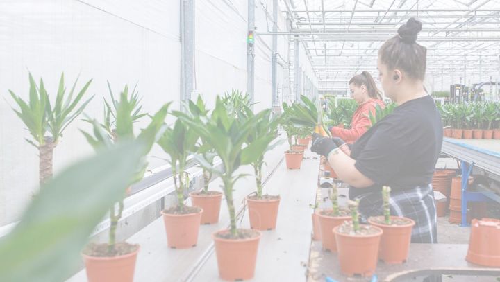 Forever plants group