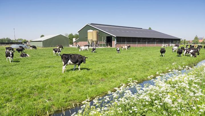 Melkvee en graasdieren