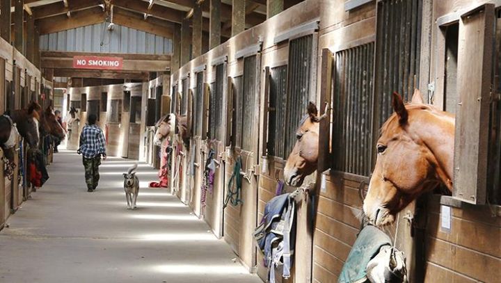 Paardenhouderij