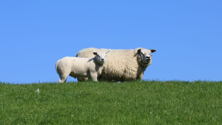 Lammertijd en zwangeren