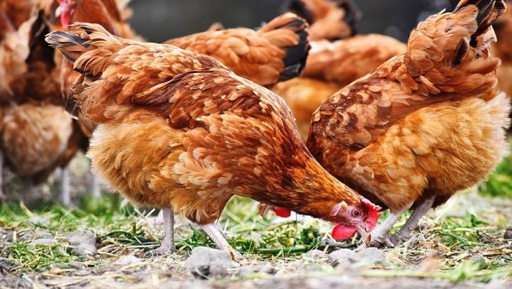 Vogelgriep pluimvee