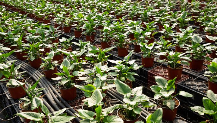 Potplanten