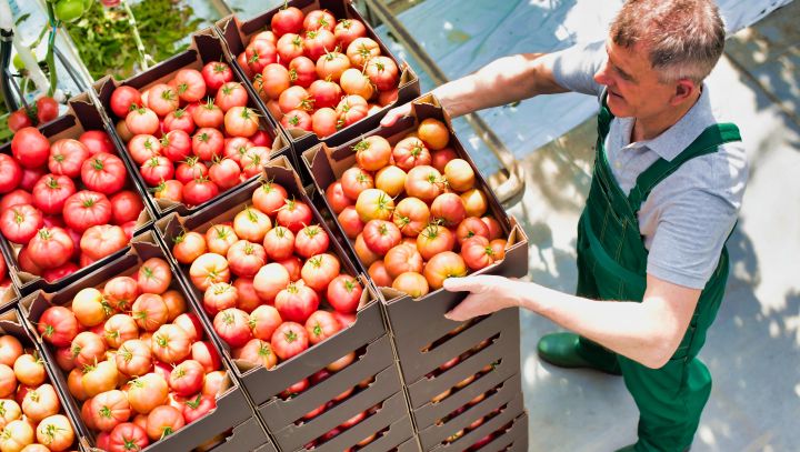 Man stapelt kisten met daarin tomaten op elkaar