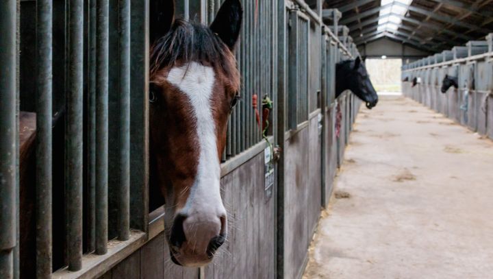 Paardenhouderij