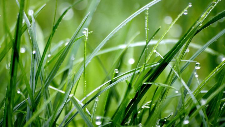 Gras