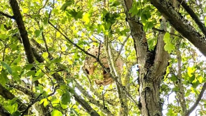 nest hoornaar