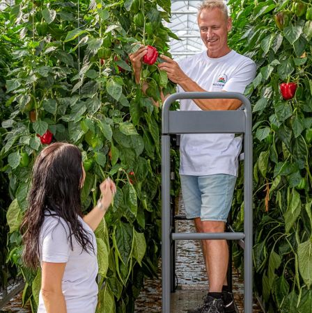 Hoogweg paprika - internationale medewerkers