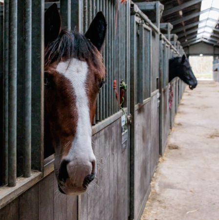 Paardenhouderij