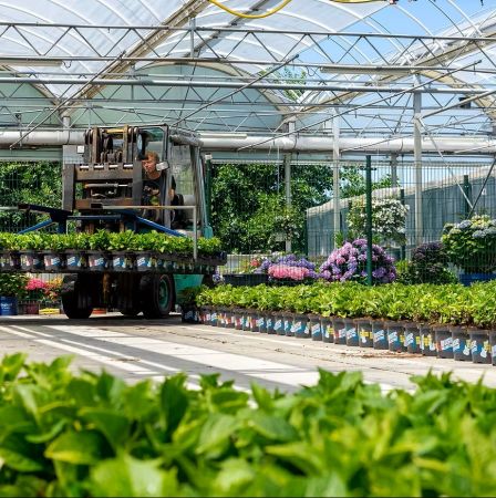 De Jong Plant