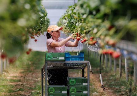 Zonbescherming aardbeien
