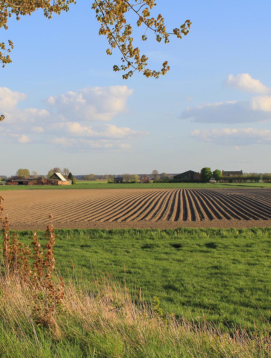 Aardappelveld