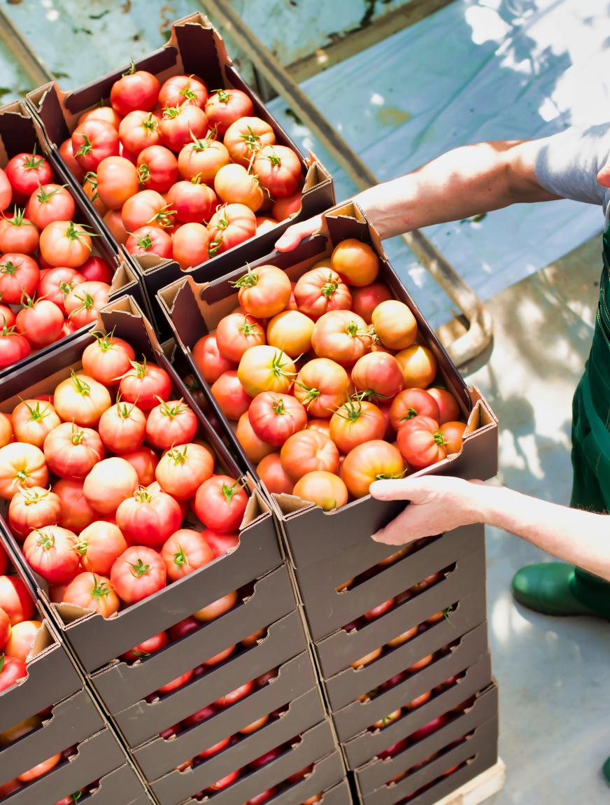 tomatenkisten