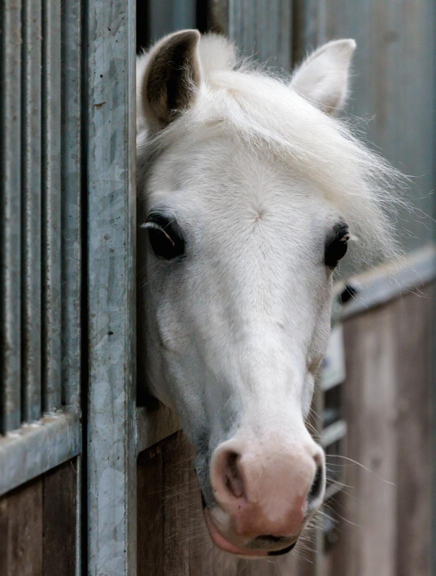 paard
