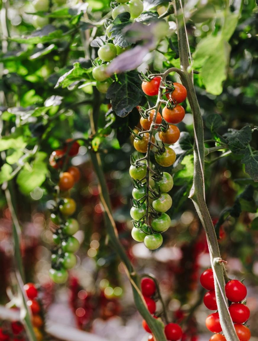 Tomatenplanten Schenkeveld