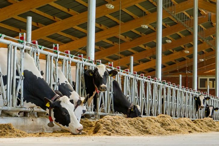 Nieuwe campagne: Veilig en met plezier werken in de melkveehouderij