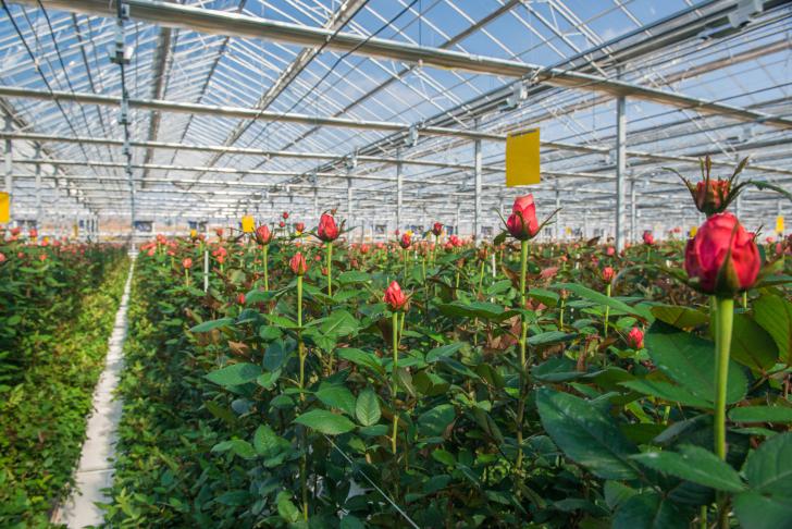 Werken aan inzetbaarheid in Glastuinbouw