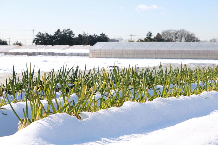 Tips voor veilig opruimen van glasschade na sneeuwval