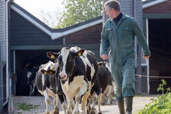 Terugkijken webinar over inspecties veiligheid rund- en melkveebedrijven