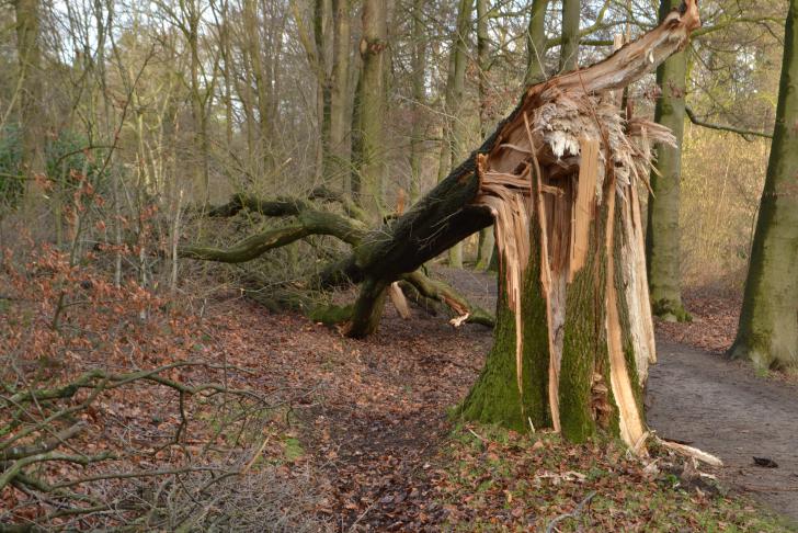 Stormschade? Tips voor veilig opruimen en herstellen