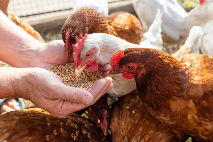 Griepprik extra nuttig voor pluimvee- en varkenshouders